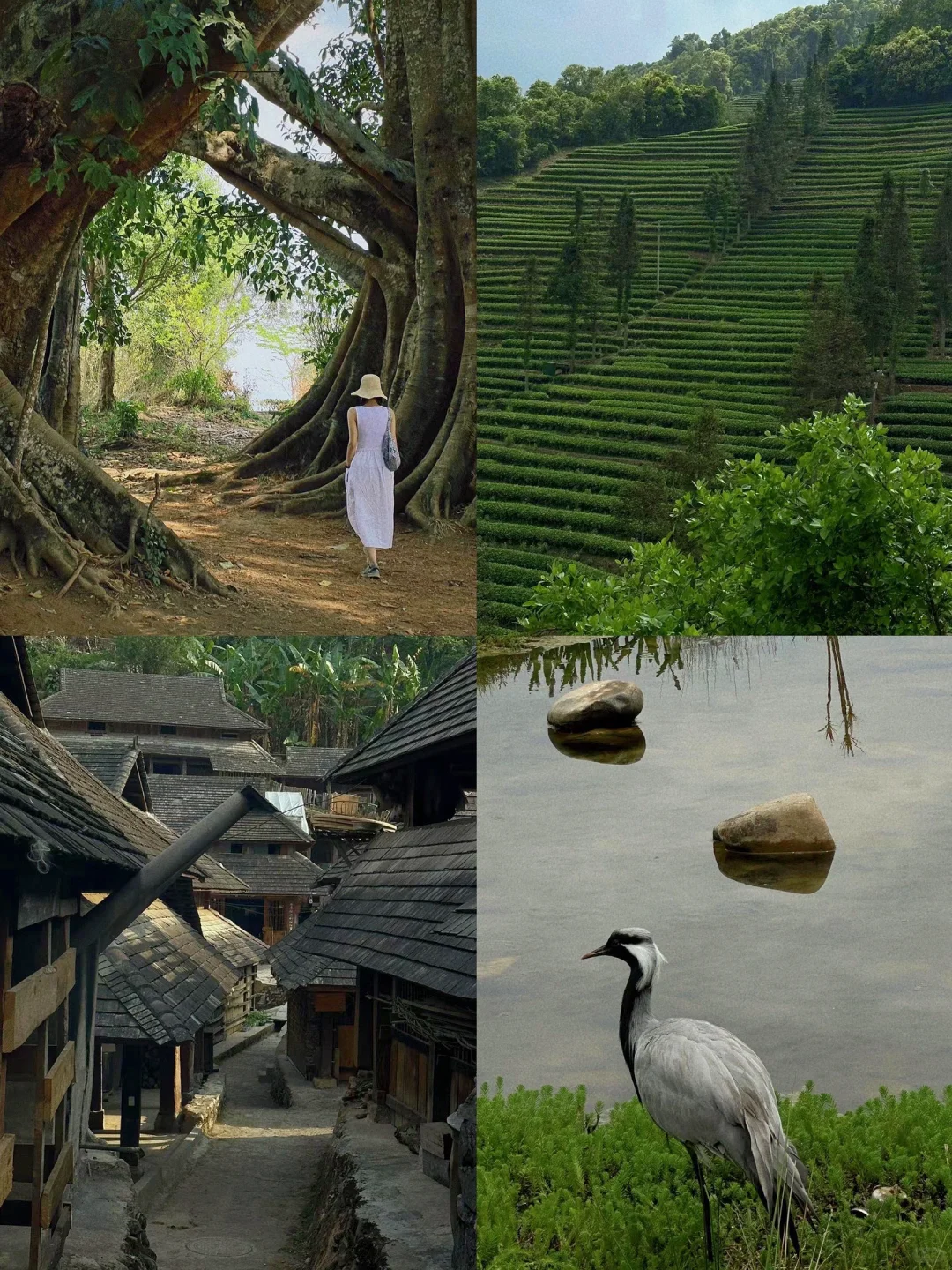 国内小众游｜不去人挤人，我在普洱安静地放空