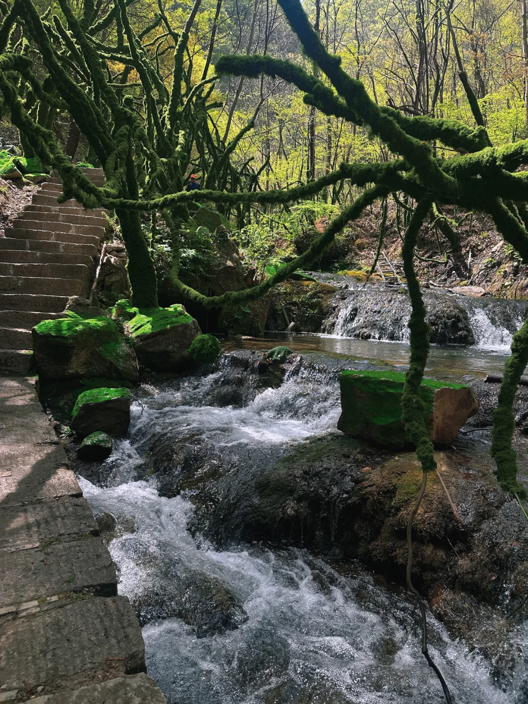不夸张❗️超好玩❗️河南人自己的绿野仙踪🌲