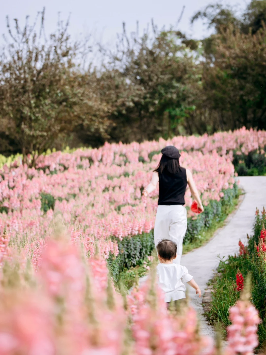 我好像找到了重庆版的莫奈花园，好看惨了