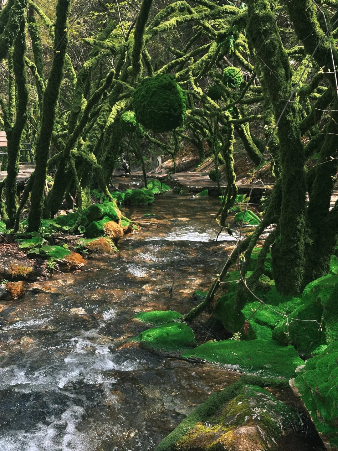 不夸张❗️超好玩❗️河南人自己的绿野仙踪🌲