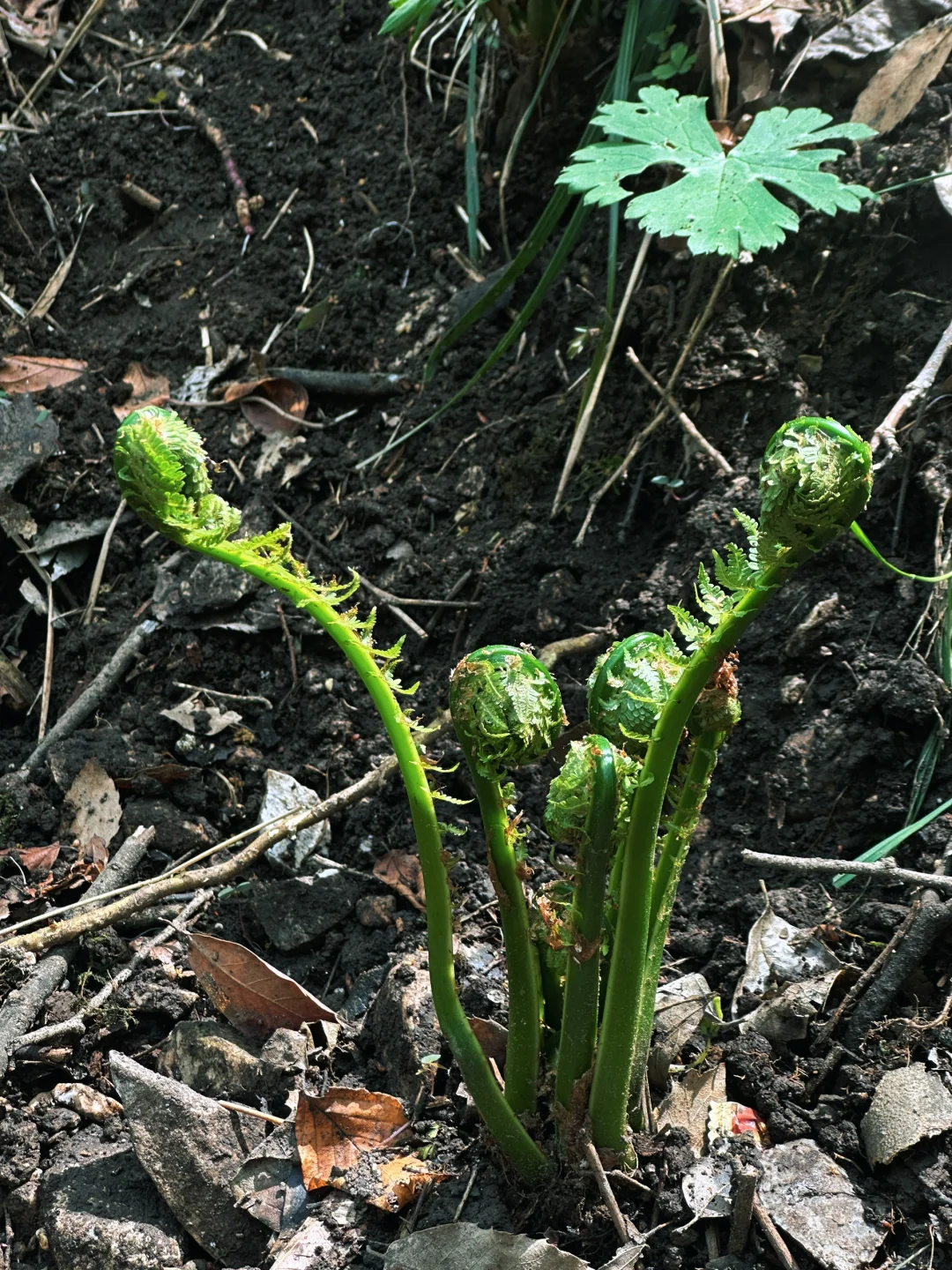 不夸张❗️超好玩❗️河南人自己的绿野仙踪🌲