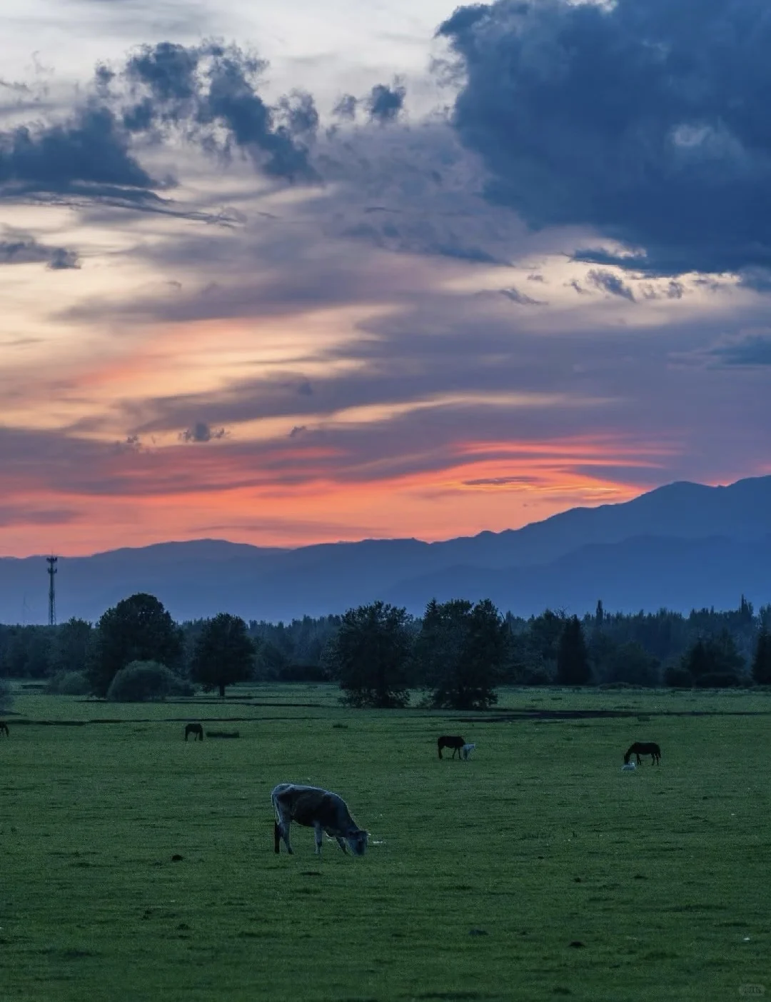 live图| 5月伊犁封神级攻略♥️