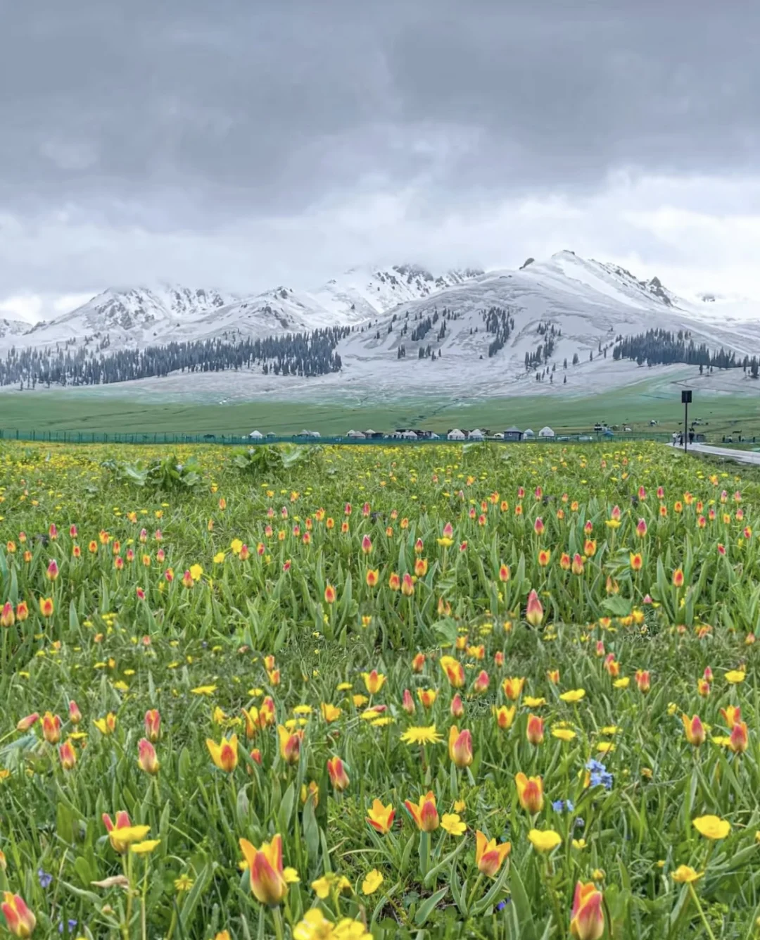 live图| 5月伊犁封神级攻略♥️