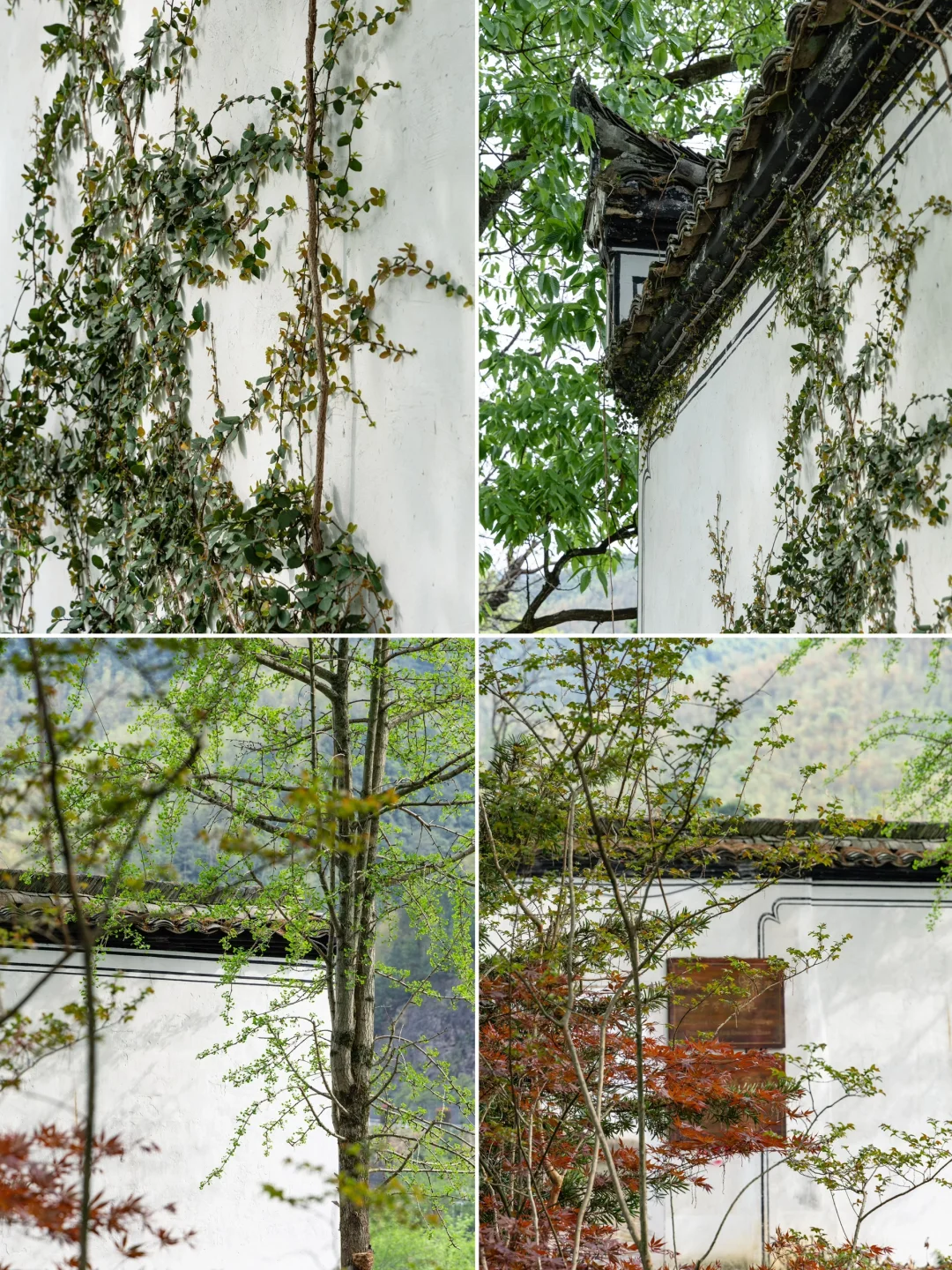 桐庐刚回来，发发四月最新景区实况‼️