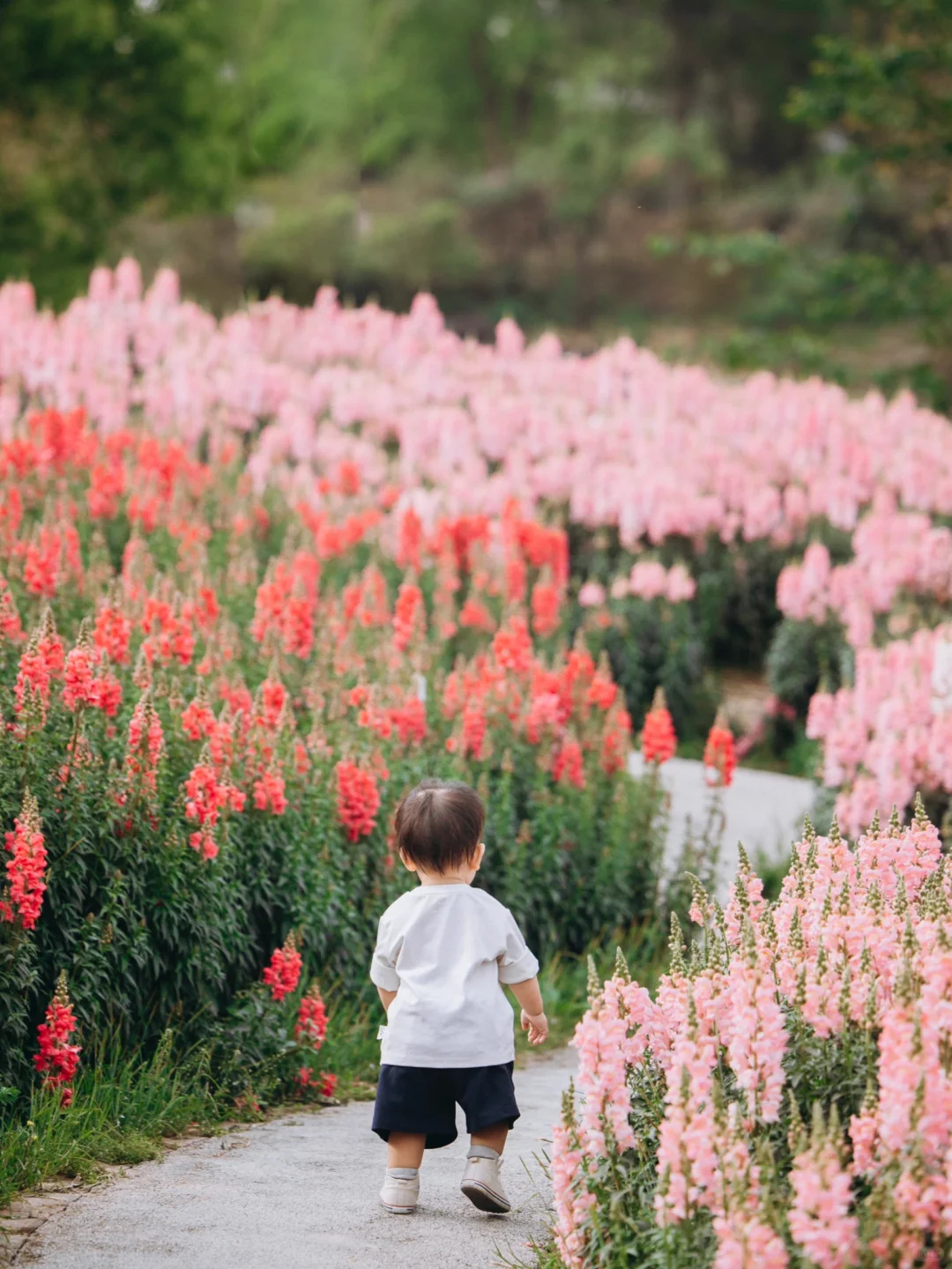 我好像找到了重庆版的莫奈花园，好看惨了