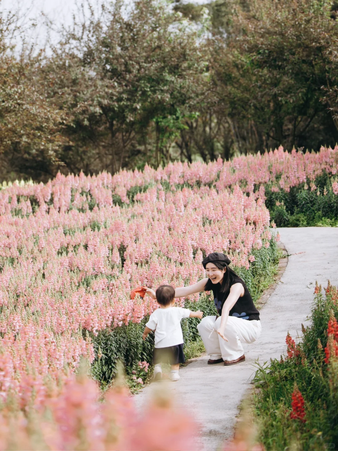 我好像找到了重庆版的莫奈花园，好看惨了