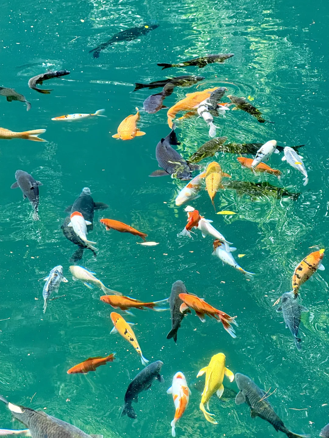 桐庐刚回来，发发四月最新景区实况‼️