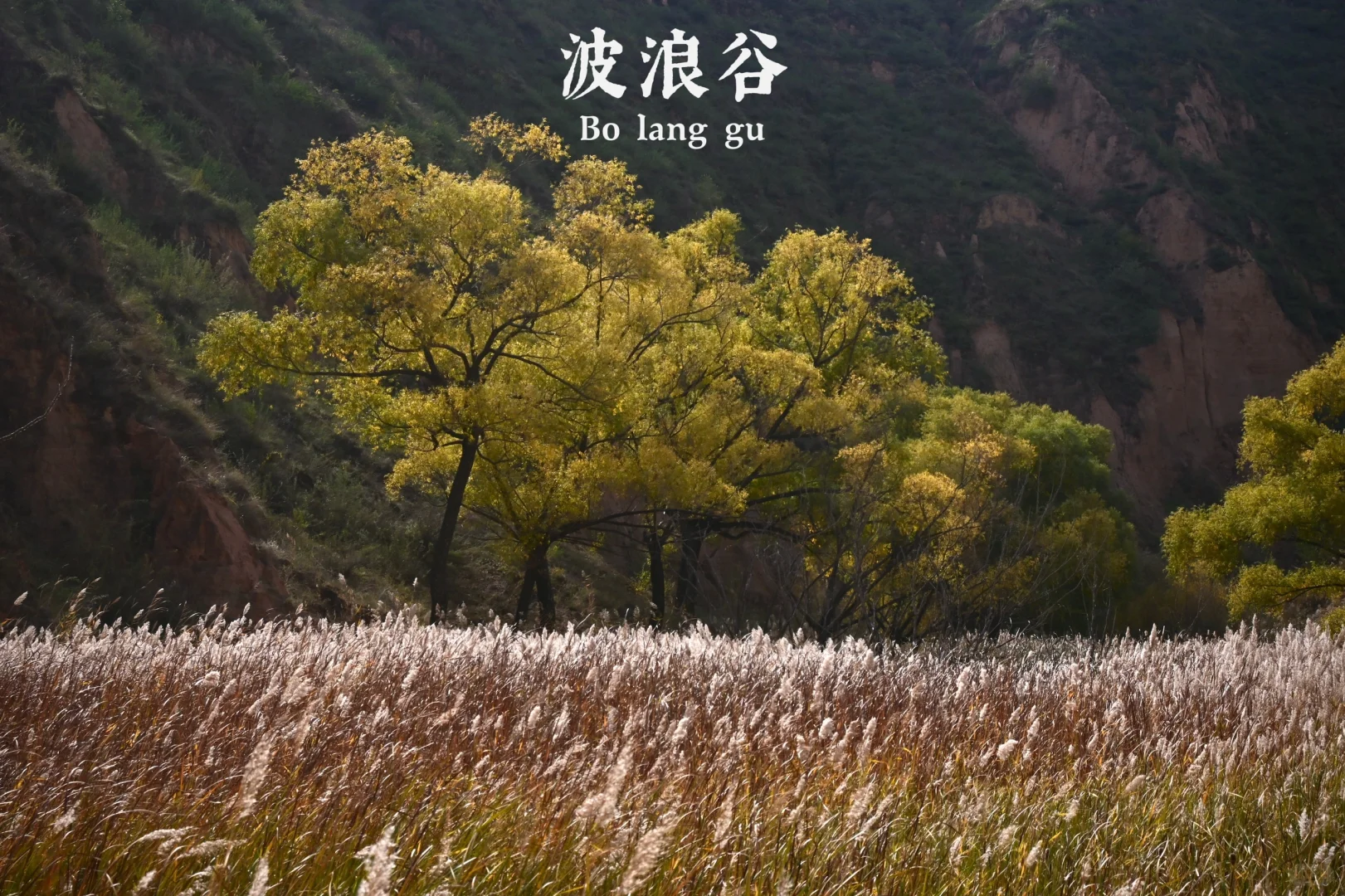 后来，我总是回想起在山谷荡秋千的那个下午