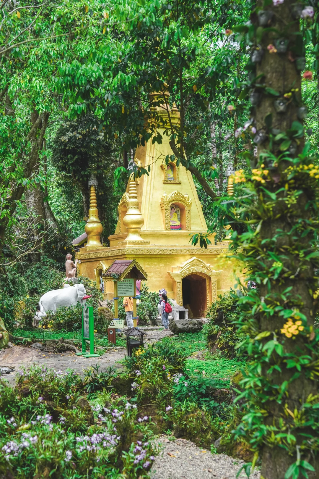 云南秘境绿野仙踪｜徒步热带雨林的奇妙日记