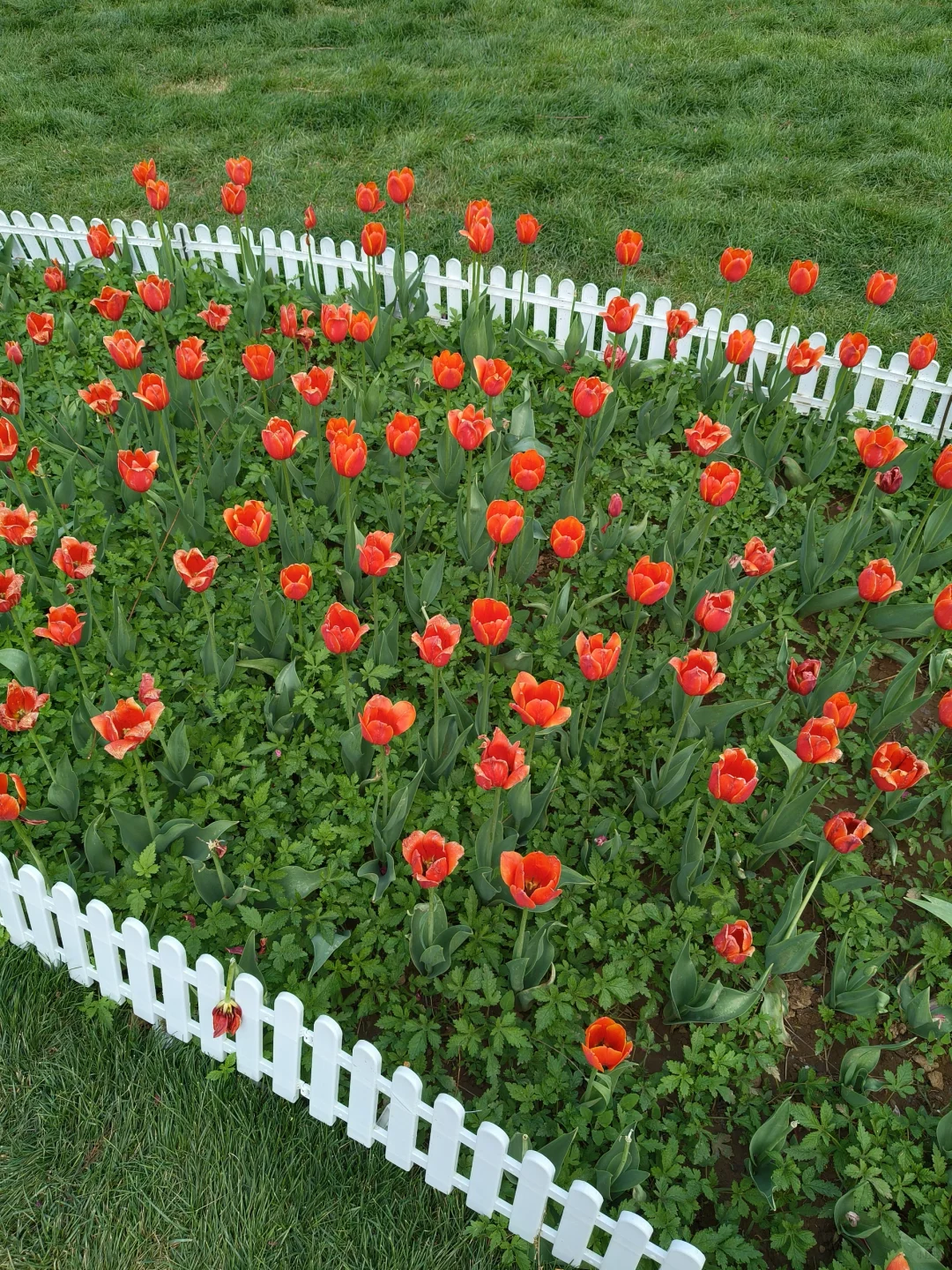 京郊出游｜平谷桃花海，乱花渐欲迷人眼