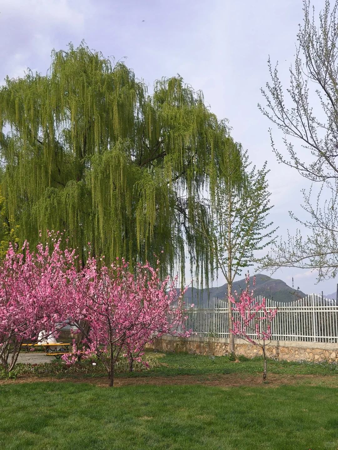 京郊出游｜平谷桃花海，乱花渐欲迷人眼