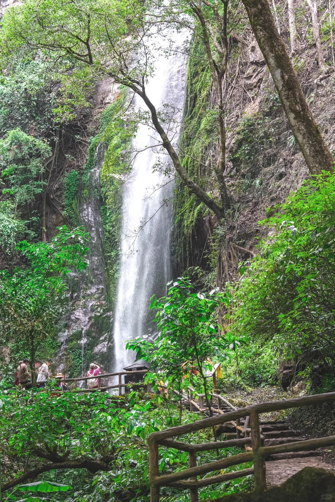 云南秘境绿野仙踪｜徒步热带雨林的奇妙日记