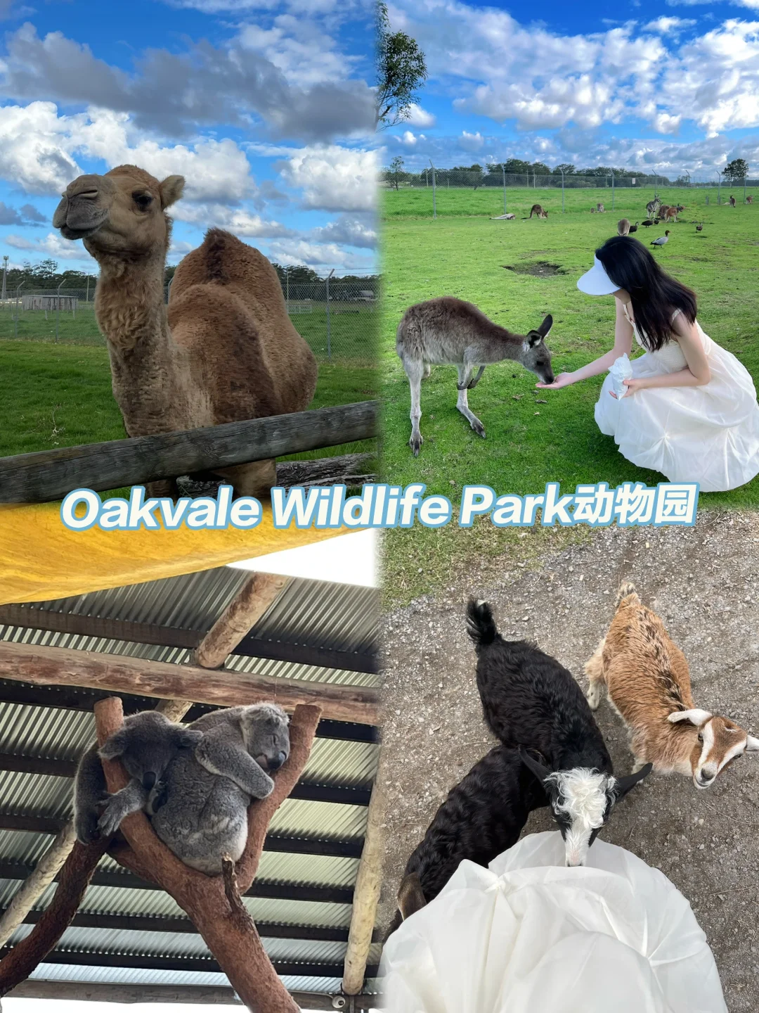 悉尼附近Port Stephens史蒂芬港旅行攻略