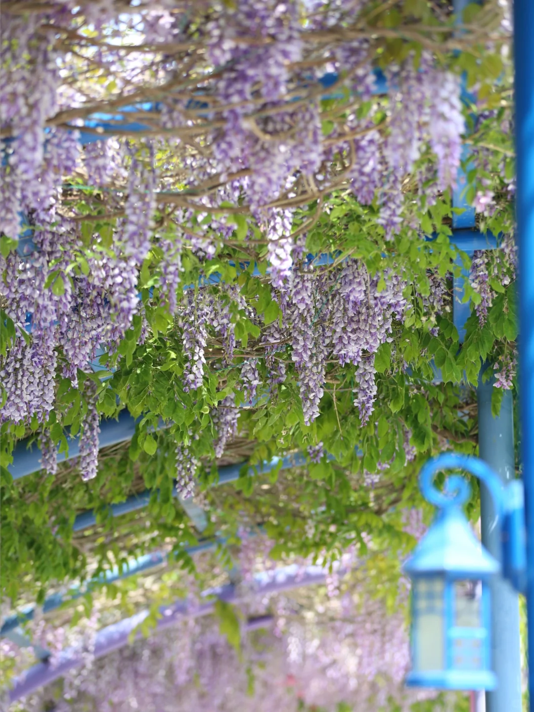 被烟台的紫色瀑布美到失语！本地人私藏