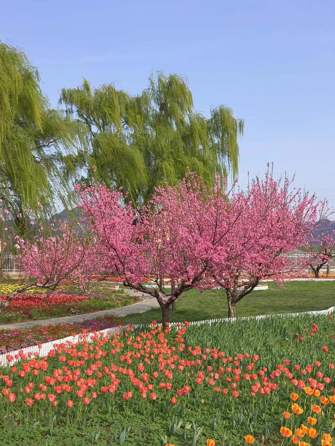 京郊出游｜平谷桃花海，乱花渐欲迷人眼