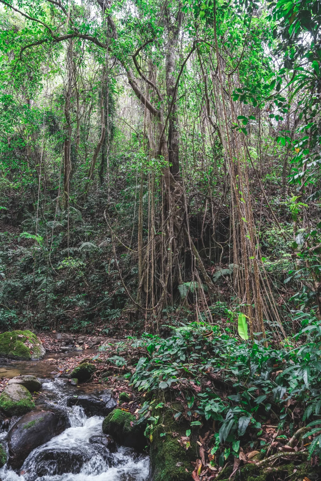云南秘境绿野仙踪｜徒步热带雨林的奇妙日记