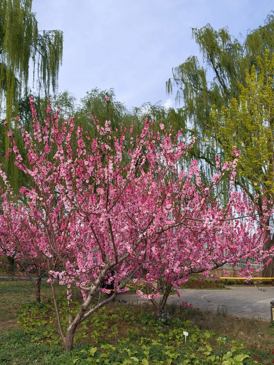 京郊出游｜平谷桃花海，乱花渐欲迷人眼