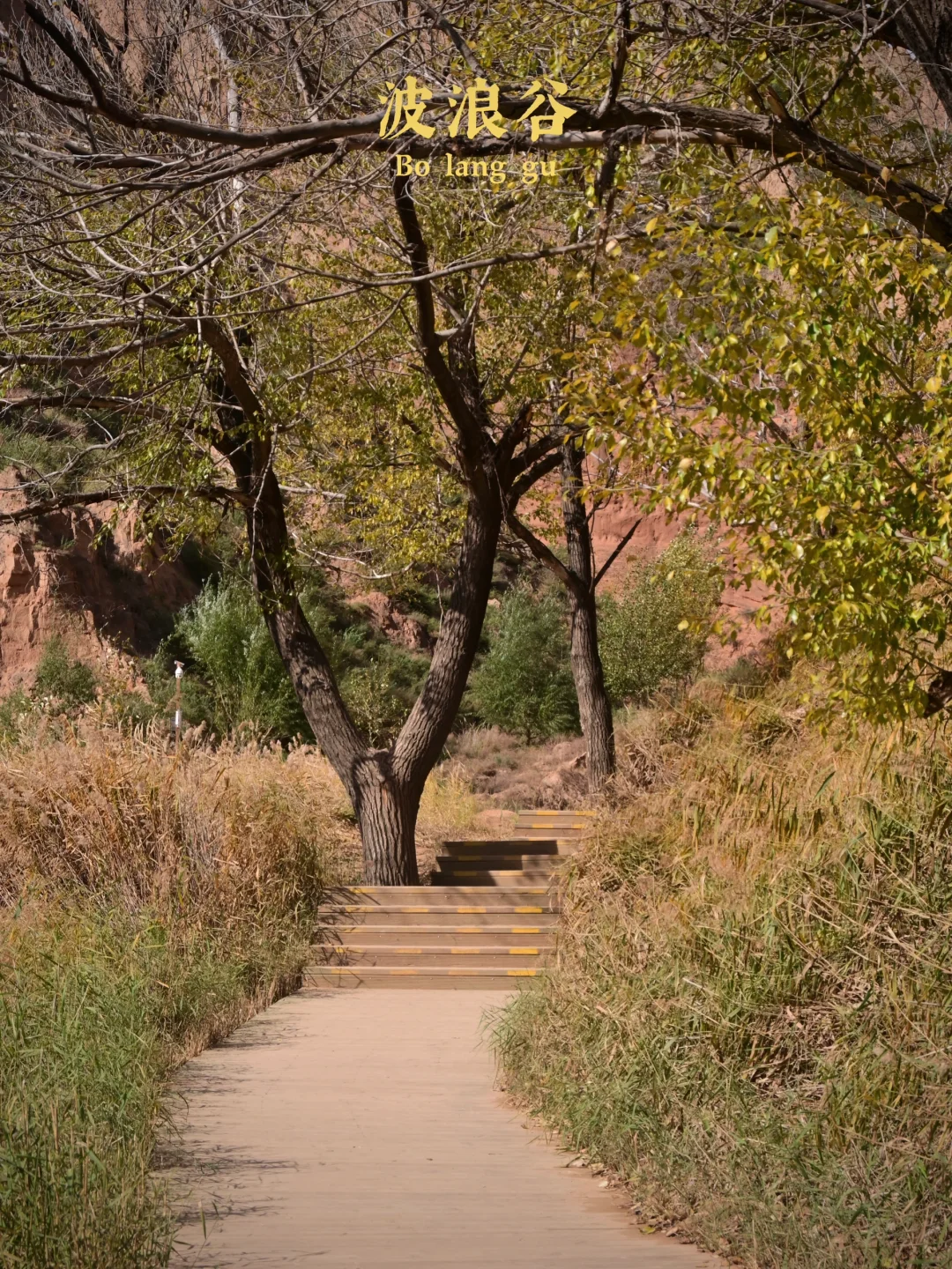 后来，我总是回想起在山谷荡秋千的那个下午