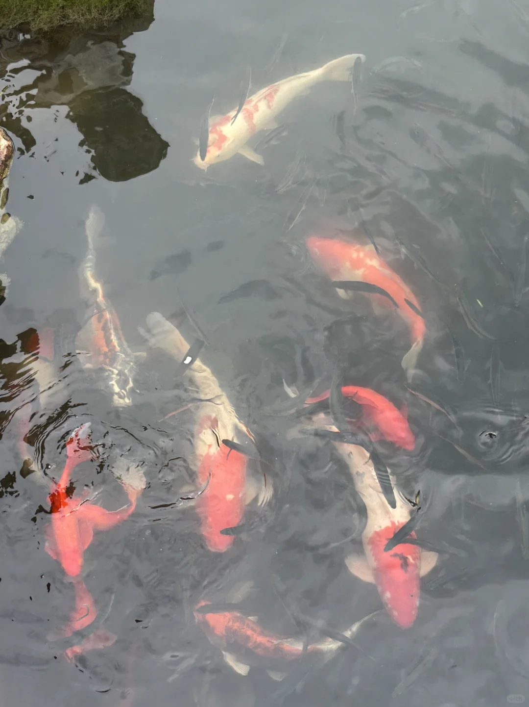 园林卡第二站—虎丘塔