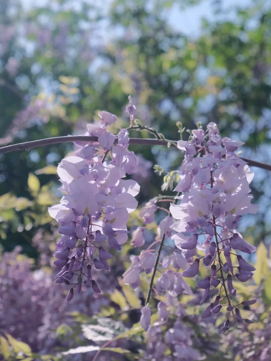 被烟台的紫色瀑布美到失语！本地人私藏