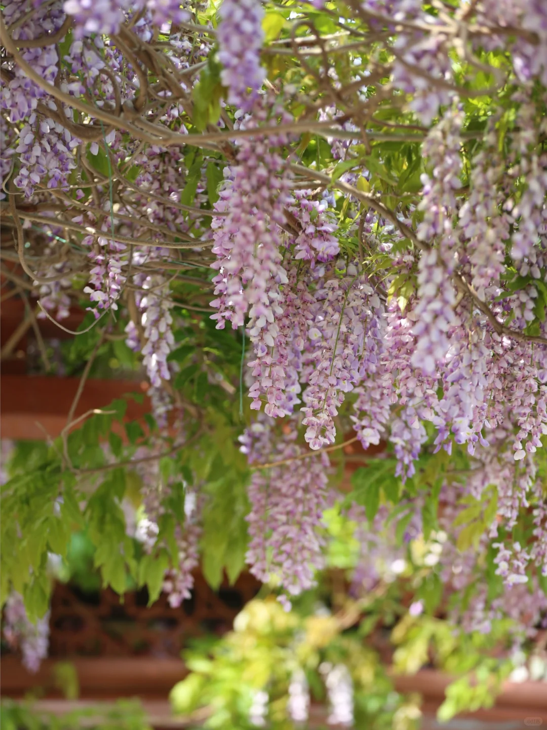 被烟台的紫色瀑布美到失语！本地人私藏