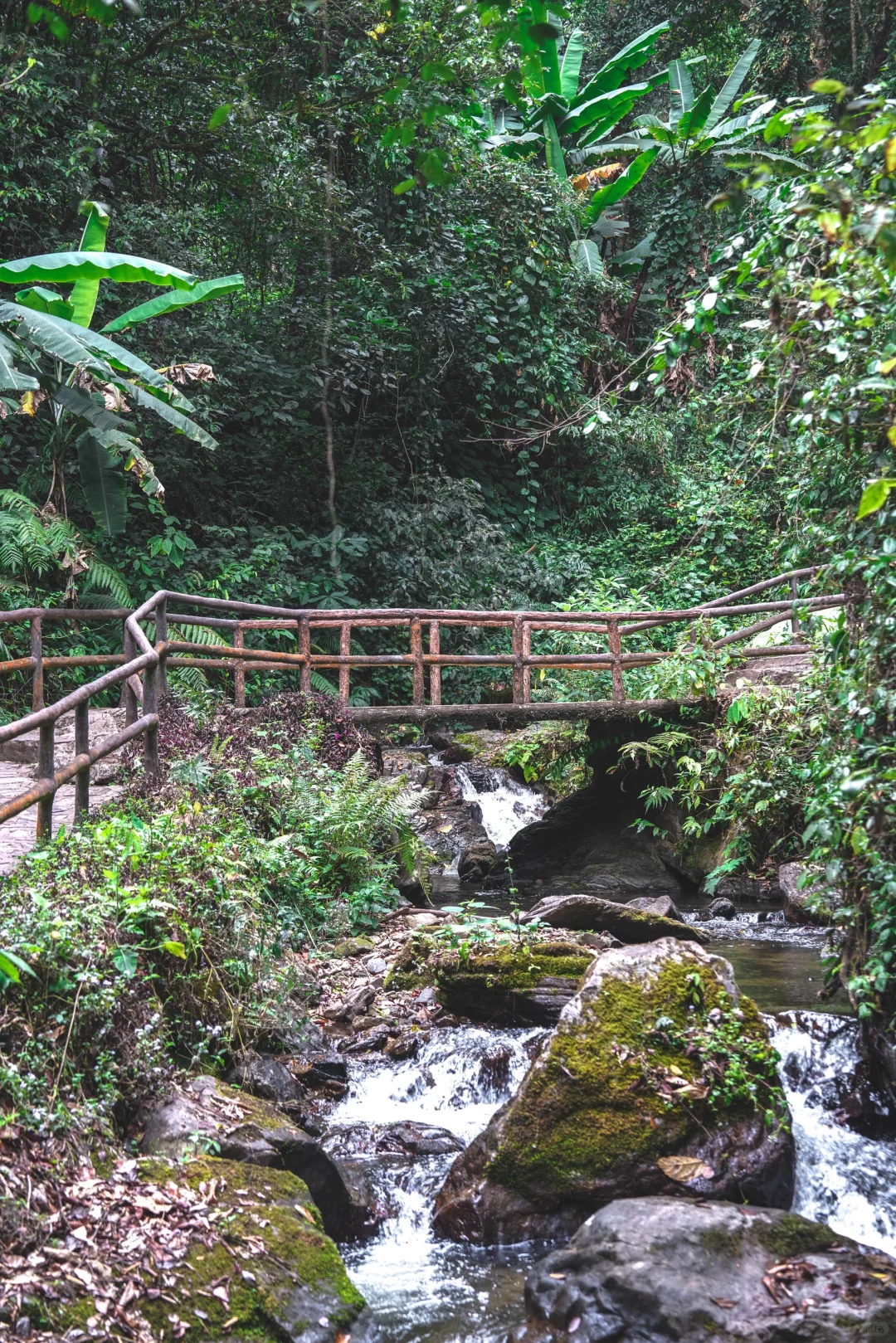 云南秘境绿野仙踪｜徒步热带雨林的奇妙日记