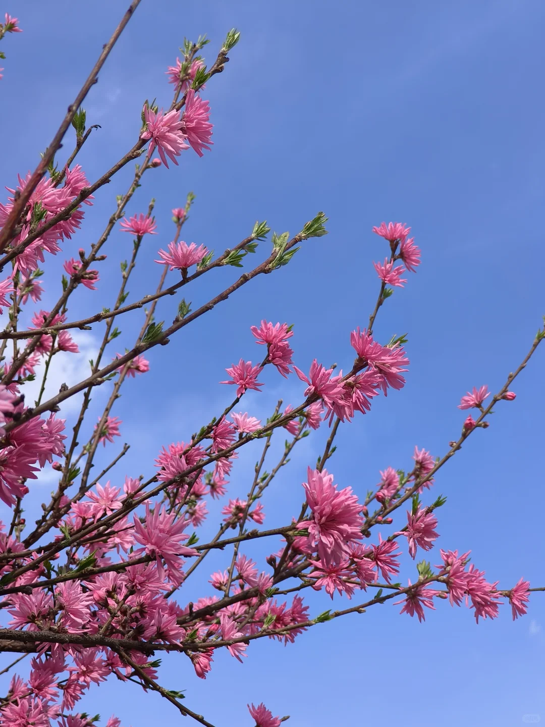 京郊出游｜平谷桃花海，乱花渐欲迷人眼