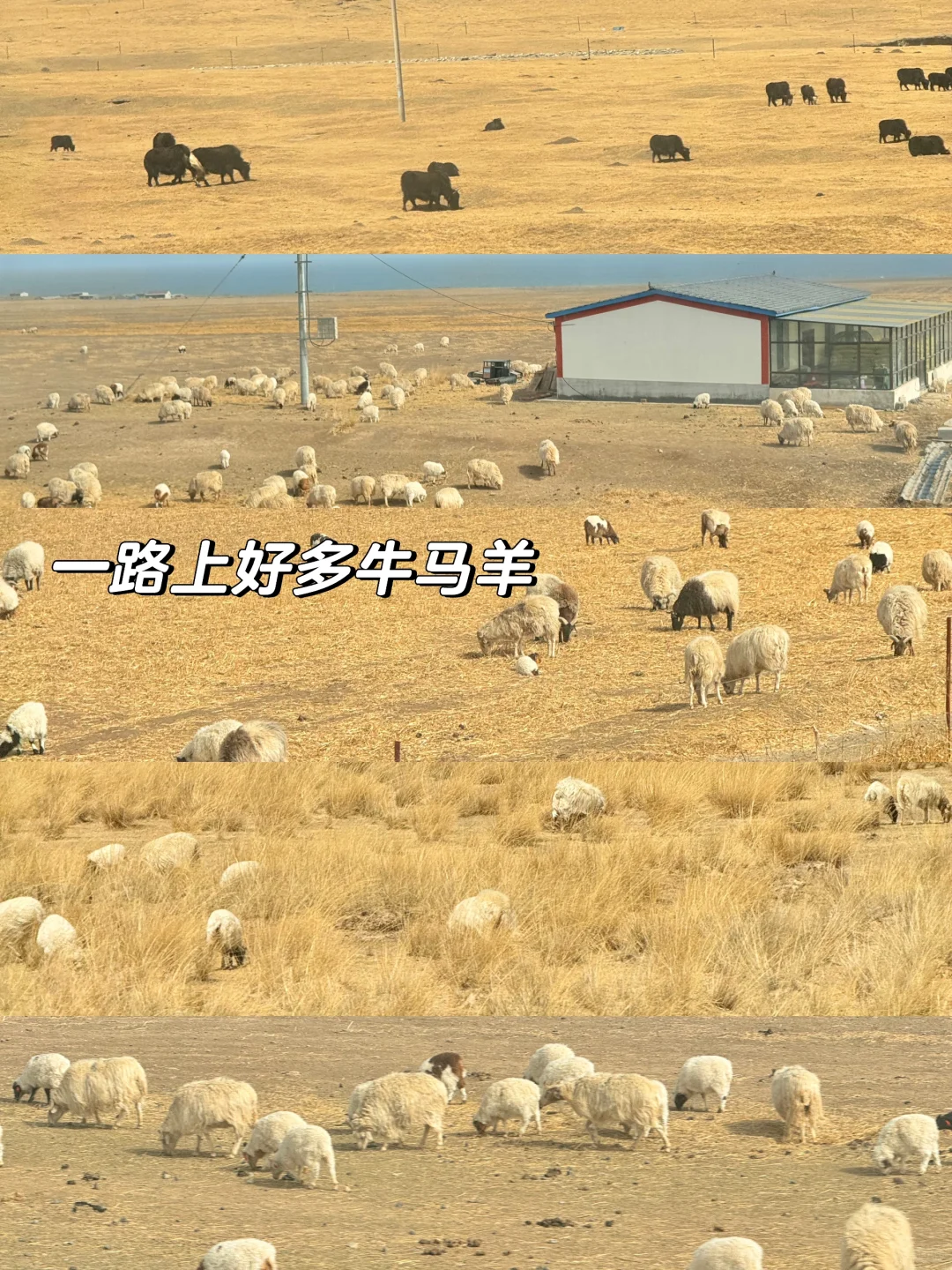 38元青海西宁一日游旅行团真实体验