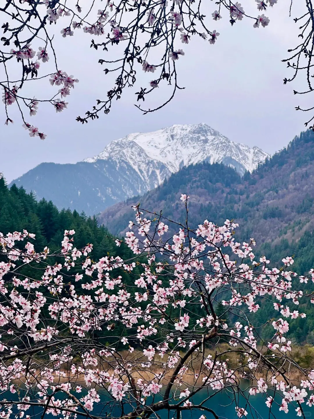 4.14📍九寨沟高铁已回🥶，有点崩溃了.