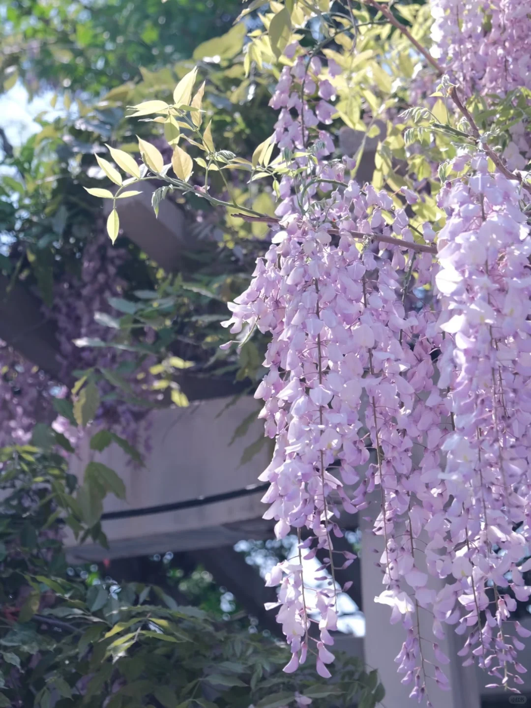 被烟台的紫色瀑布美到失语！本地人私藏