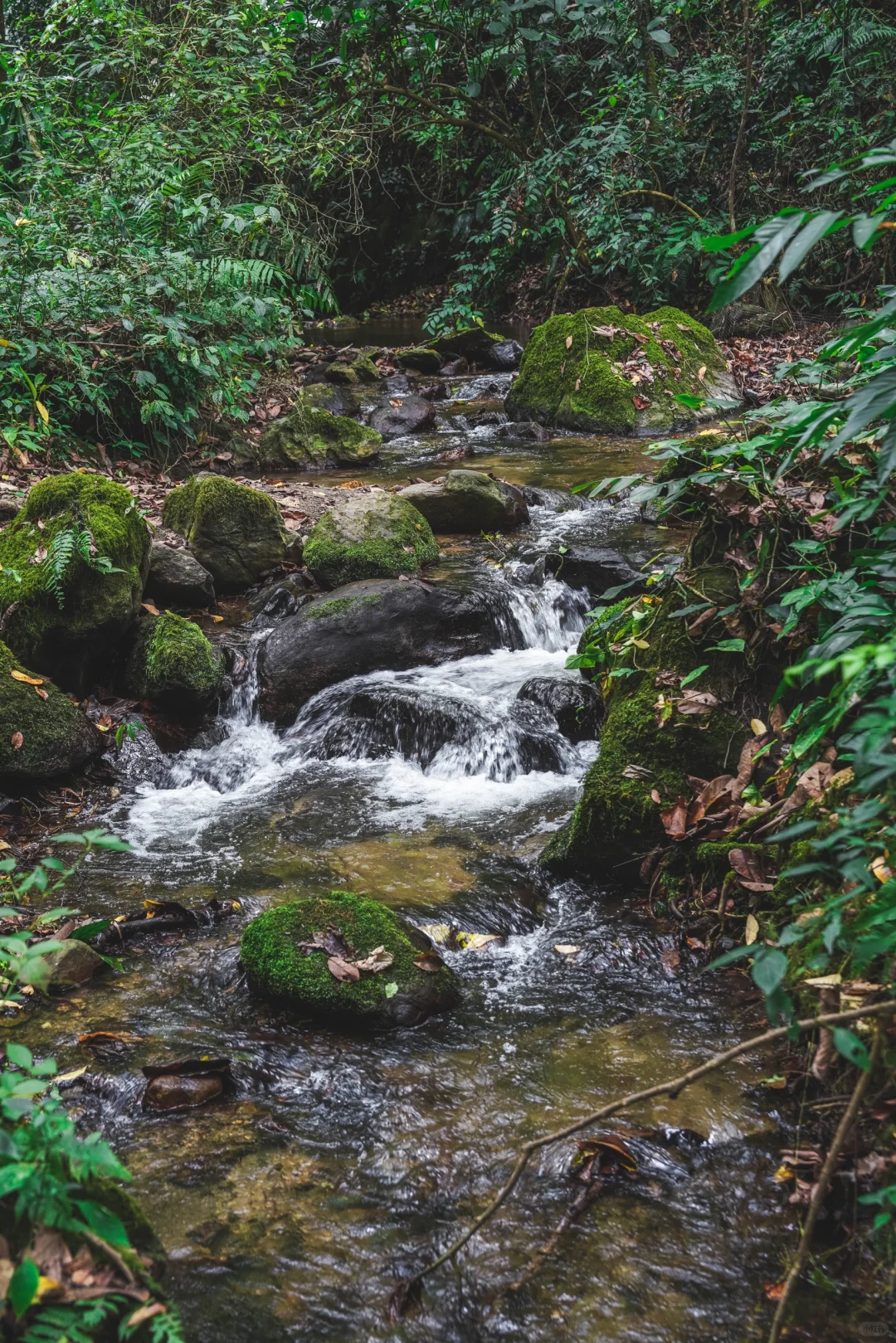 云南秘境绿野仙踪｜徒步热带雨林的奇妙日记