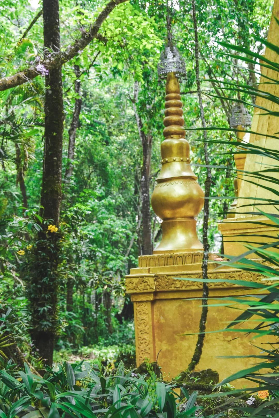 云南秘境绿野仙踪｜徒步热带雨林的奇妙日记