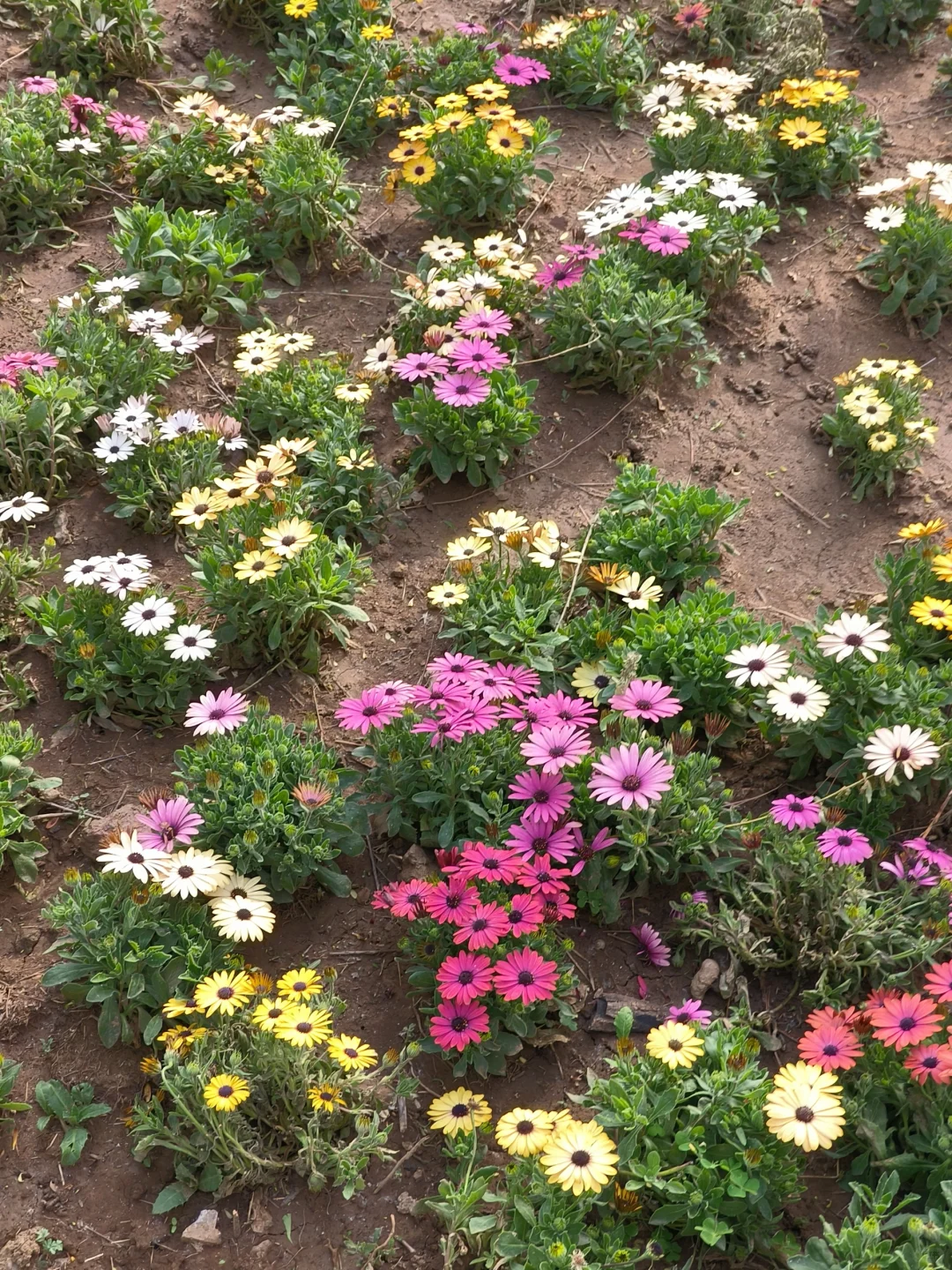 京郊出游｜平谷桃花海，乱花渐欲迷人眼