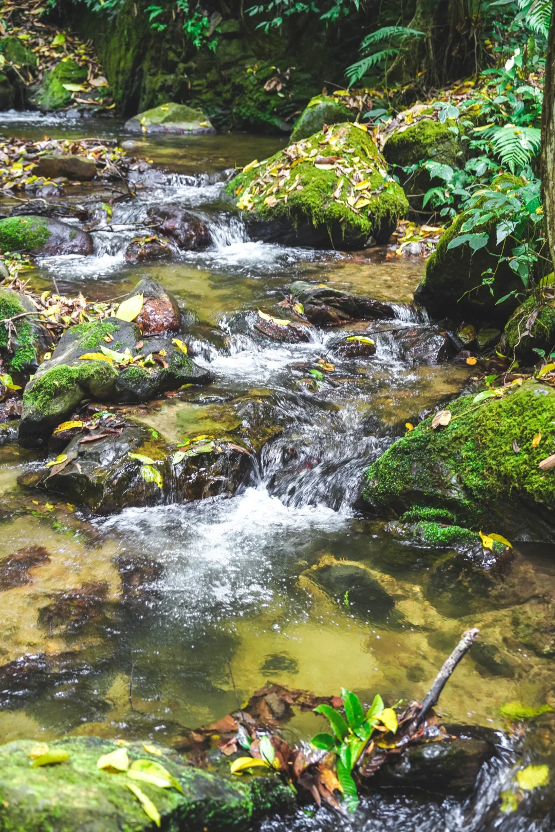 云南秘境绿野仙踪｜徒步热带雨林的奇妙日记