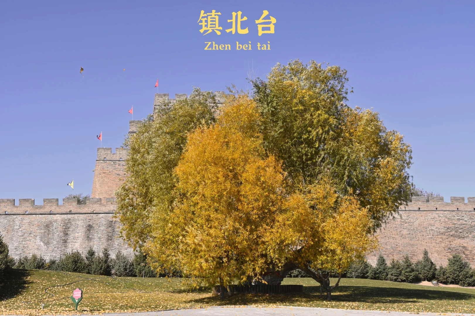 后来，我总是回想起在山谷荡秋千的那个下午