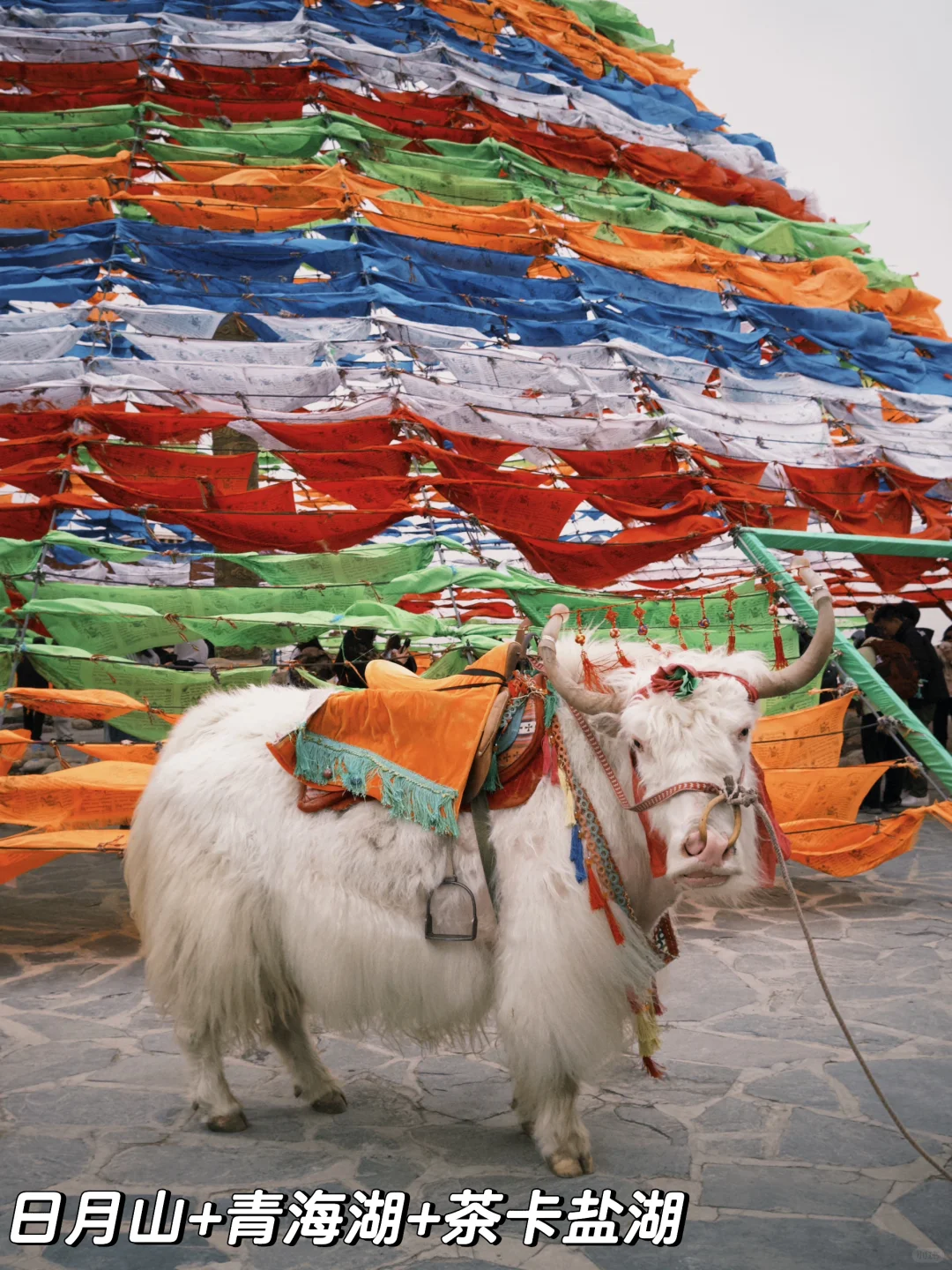 38元青海西宁一日游旅行团真实体验
