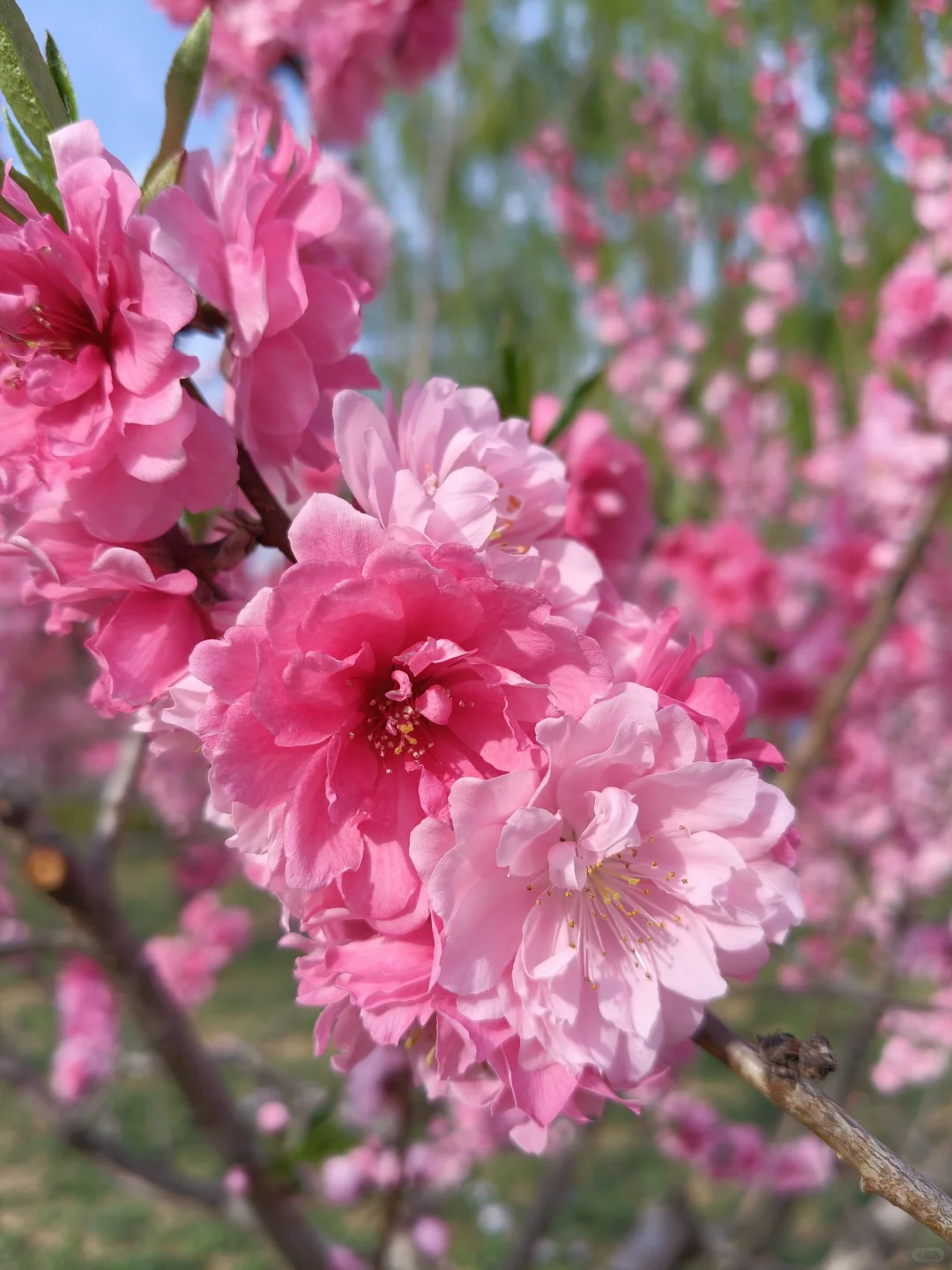 京郊出游｜平谷桃花海，乱花渐欲迷人眼