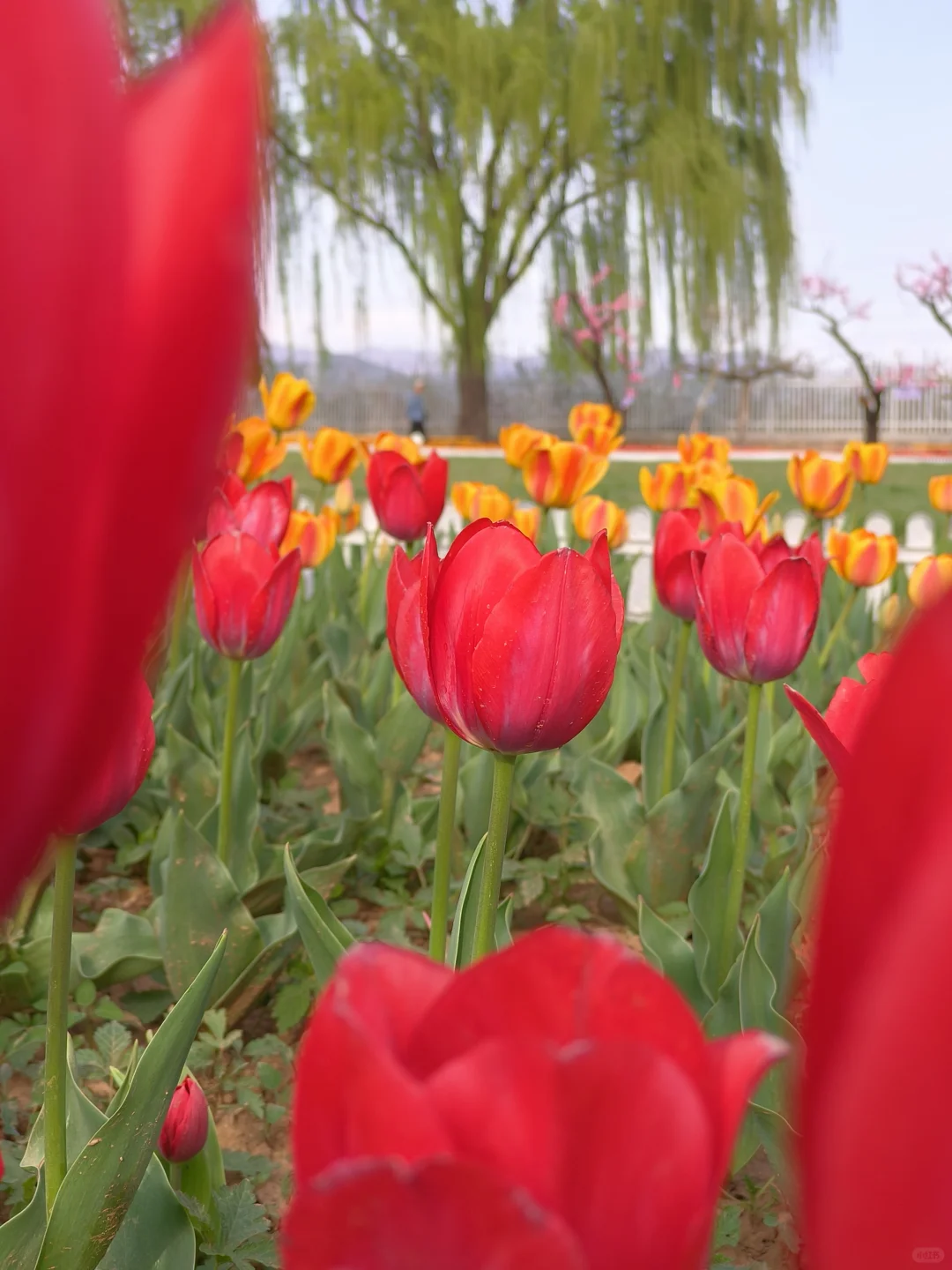 京郊出游｜平谷桃花海，乱花渐欲迷人眼