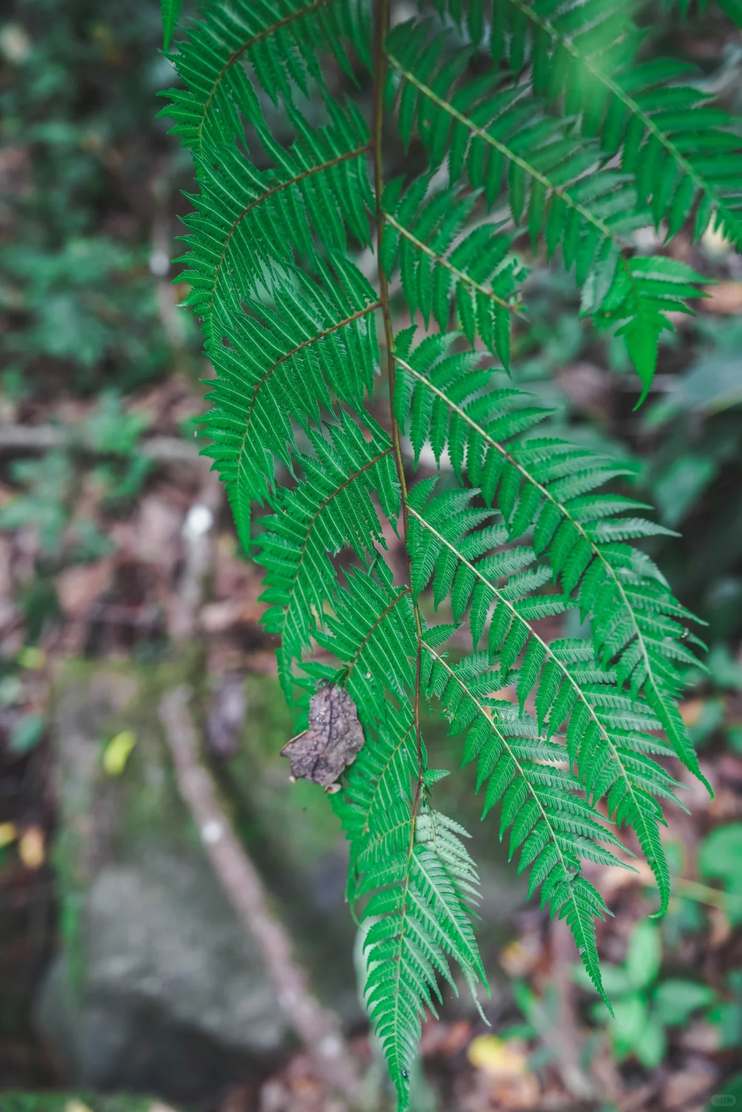 云南秘境绿野仙踪｜徒步热带雨林的奇妙日记