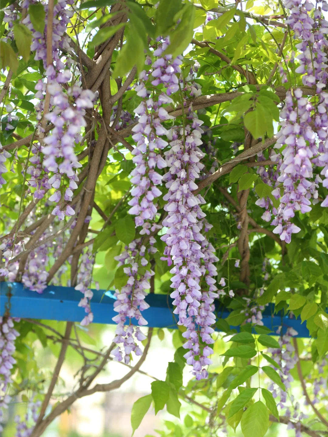 被烟台的紫色瀑布美到失语！本地人私藏