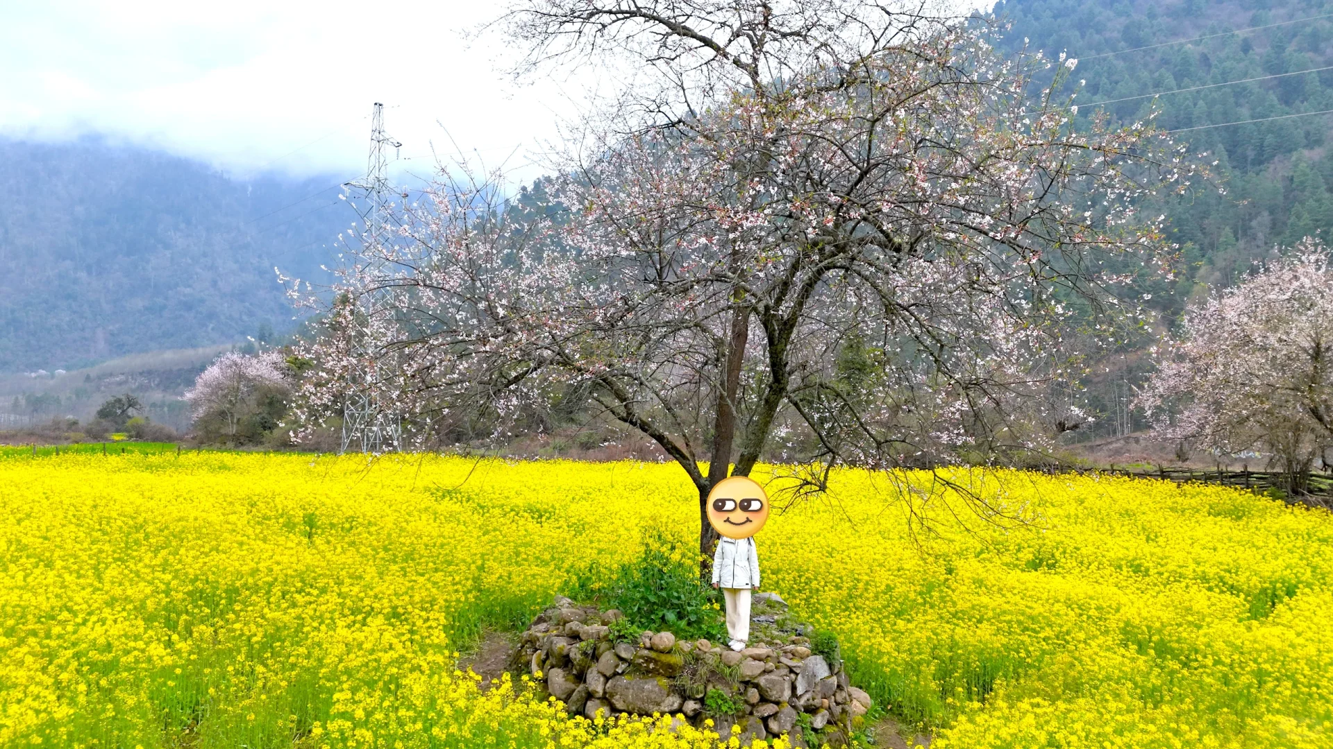 4月 波密-林芝-拉萨超详细小众出片景点