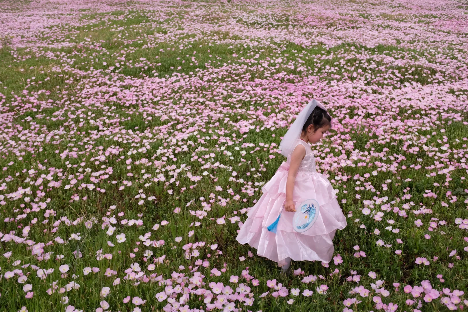 4.19南京周边无人花海