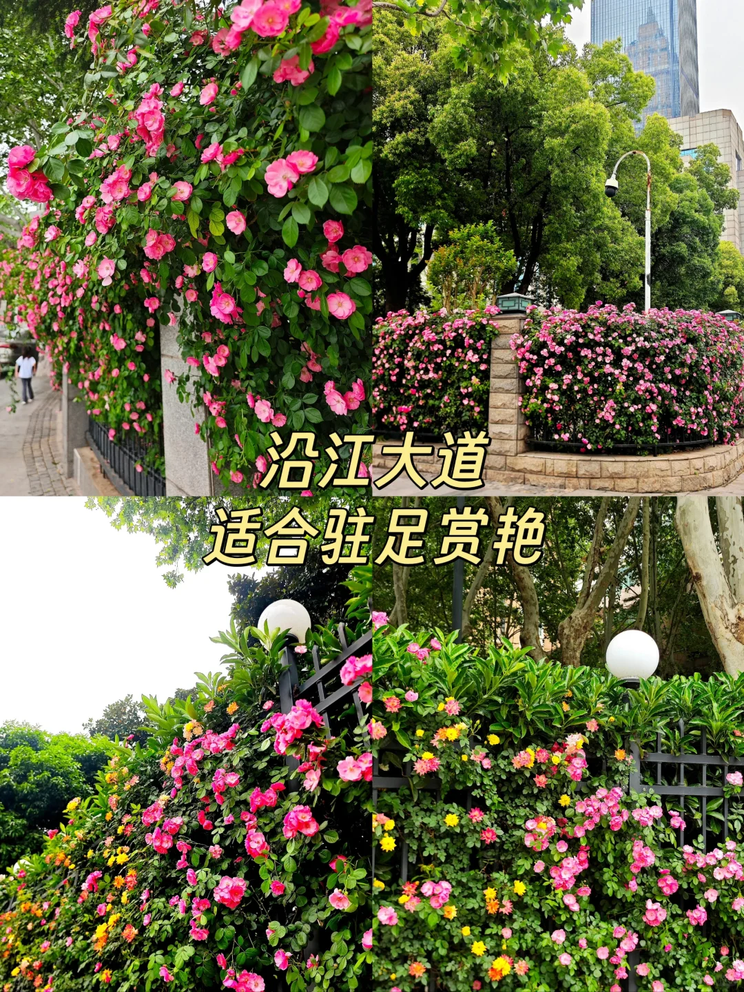 4月武汉美到超乎想象❗️❗️邂逅江城浪漫