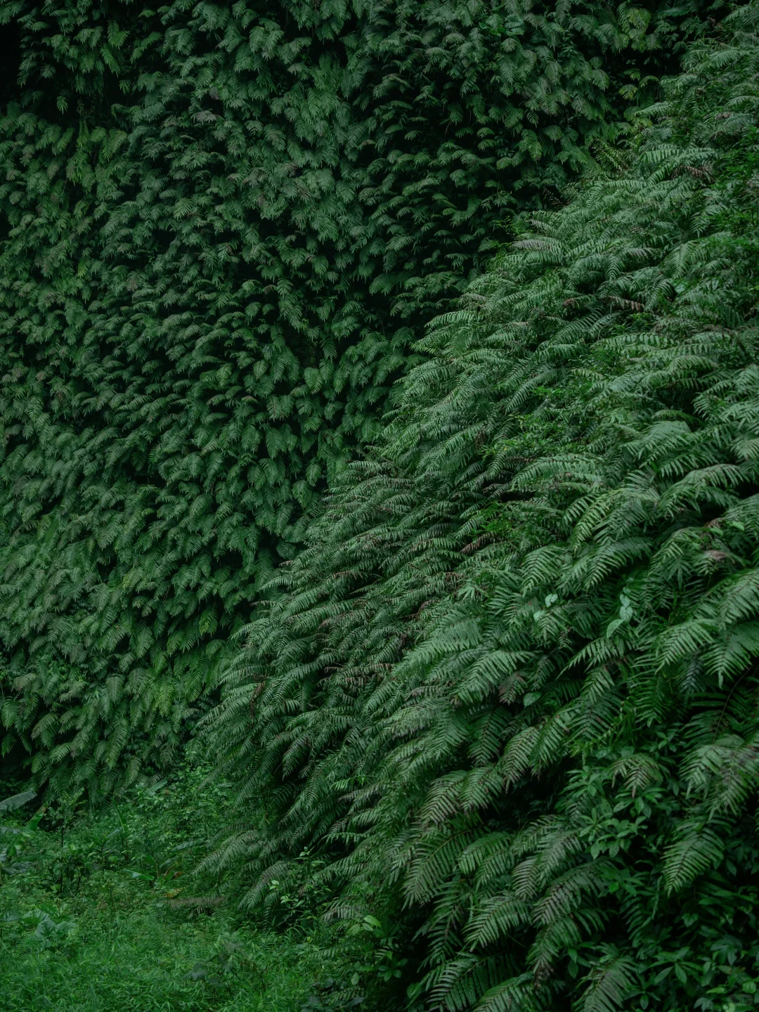 我宣布！我找到了中国最原始感的森林植物园