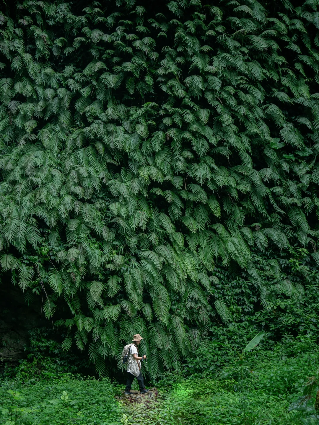 我宣布！我找到了中国最原始感的森林植物园