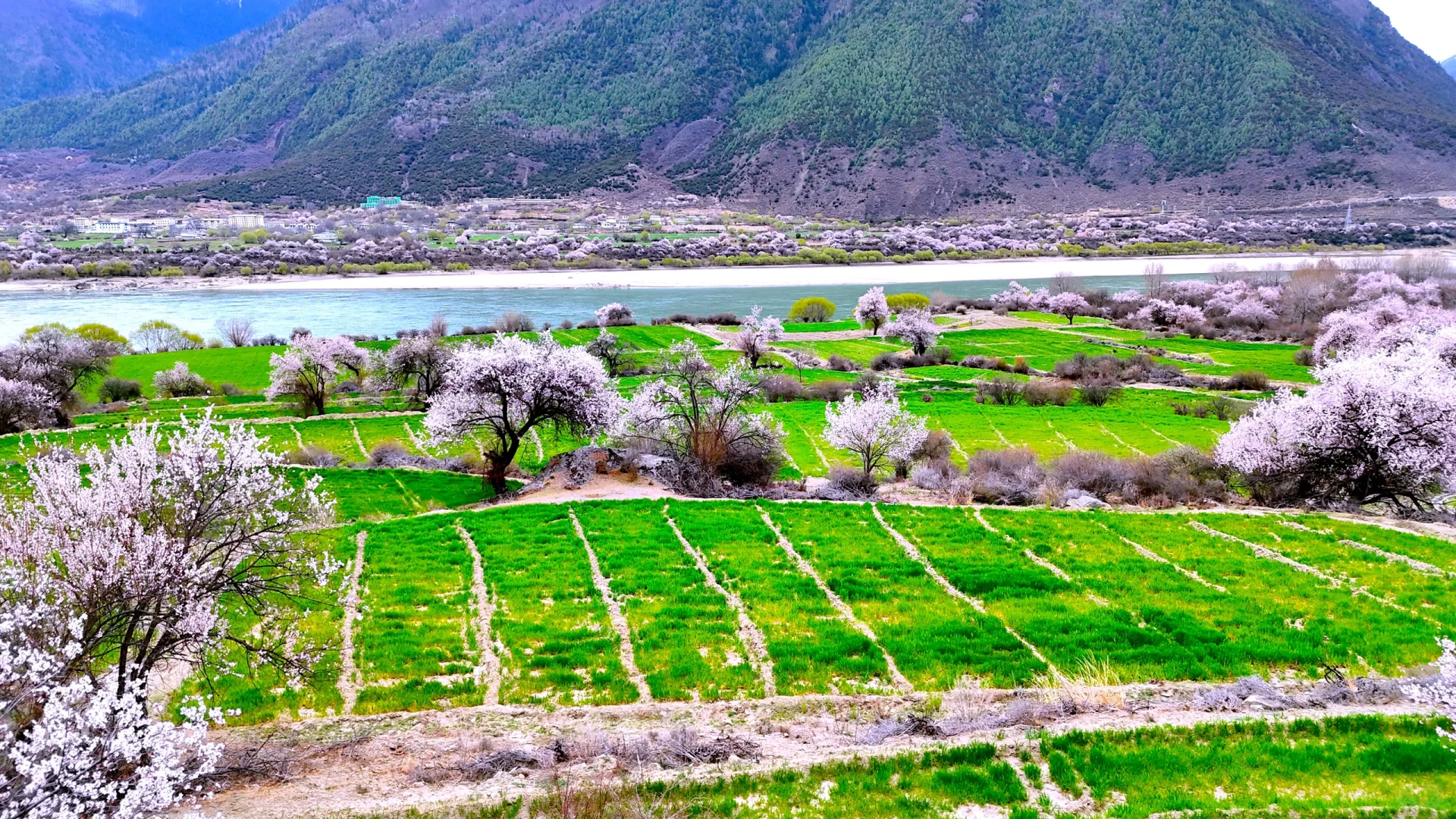 4月 波密-林芝-拉萨超详细小众出片景点