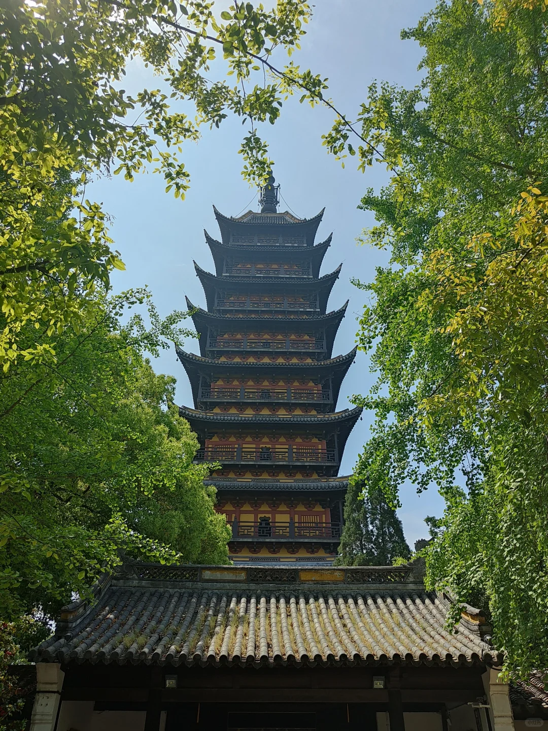 苏州常熟｜这里的木绣球和木香花开得很好