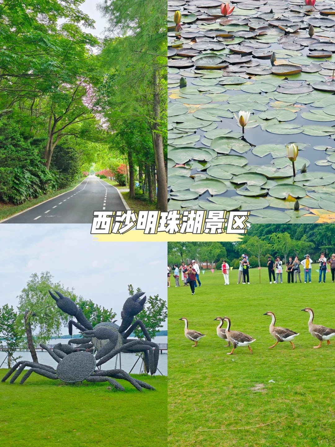 崇明适合穷游的11个免费景点！学生党快冲~