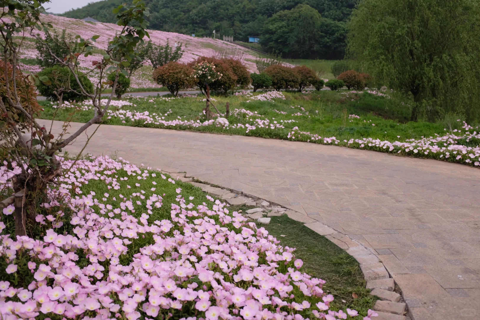 4.19南京周边无人花海