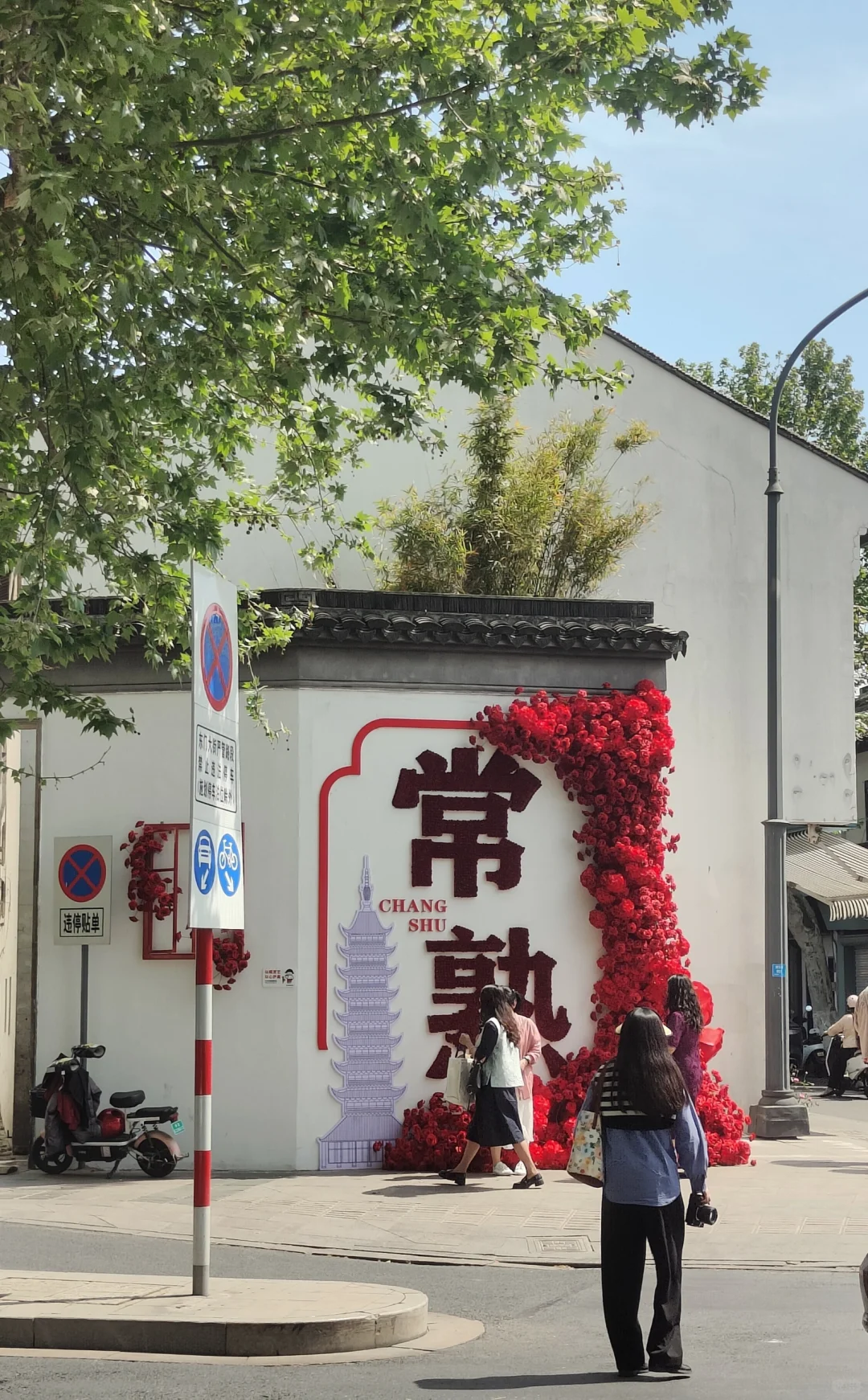 苏州常熟｜这里的木绣球和木香花开得很好